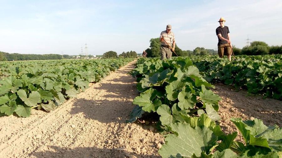Kürbisfeld im Sommer